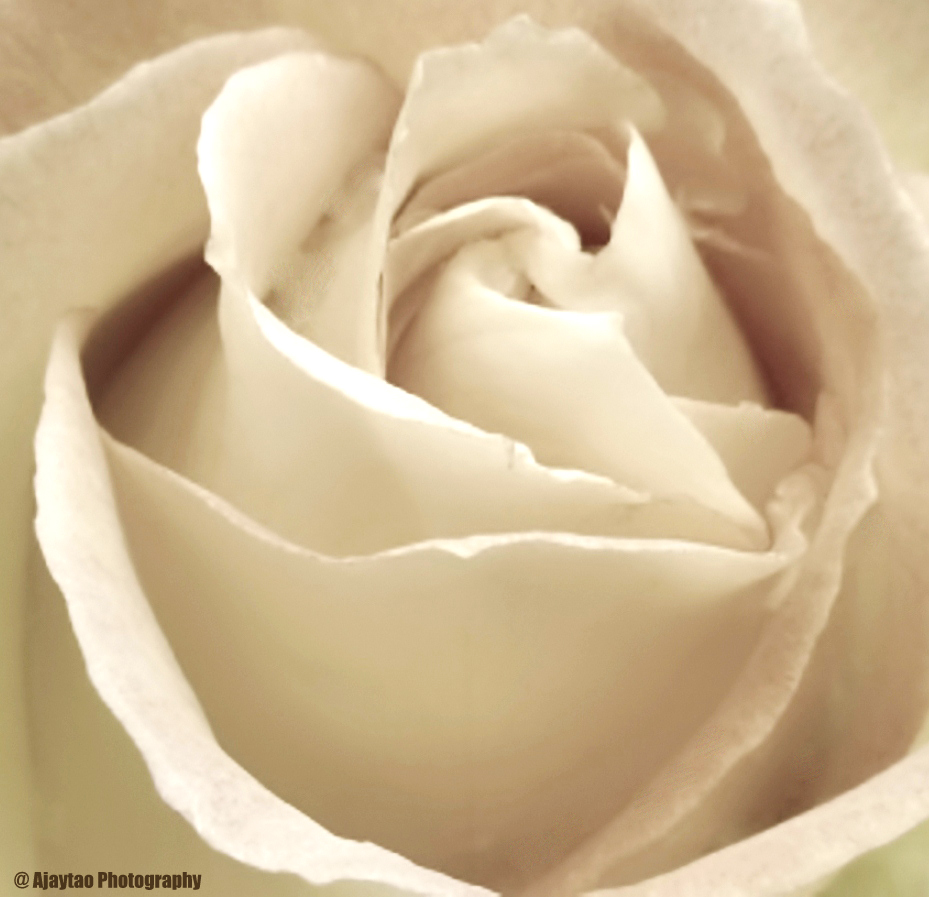 Lilac rose - Ajaytao